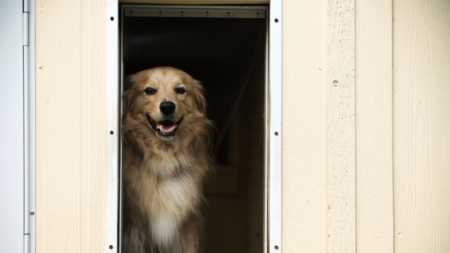 Ultimate Guide: Choosing the Best Large Dog Door for Sliding Glass Door in 2024