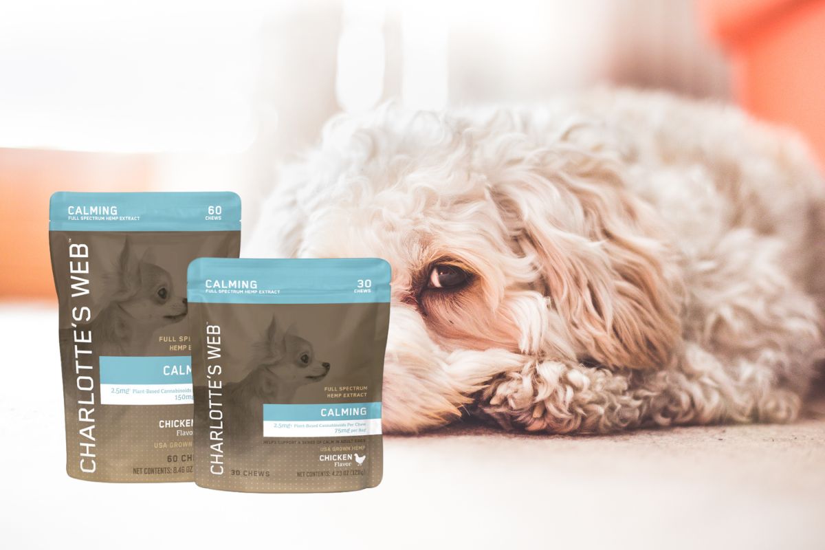 Charlotte’s Web Calming Chews for Dogs: A Natural Solution for Canine Anxiety