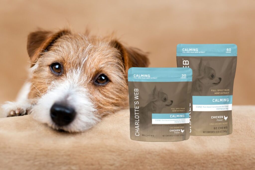 Best Charlotte’s Web Products: An Expert Guide to Premium CBD Solutions