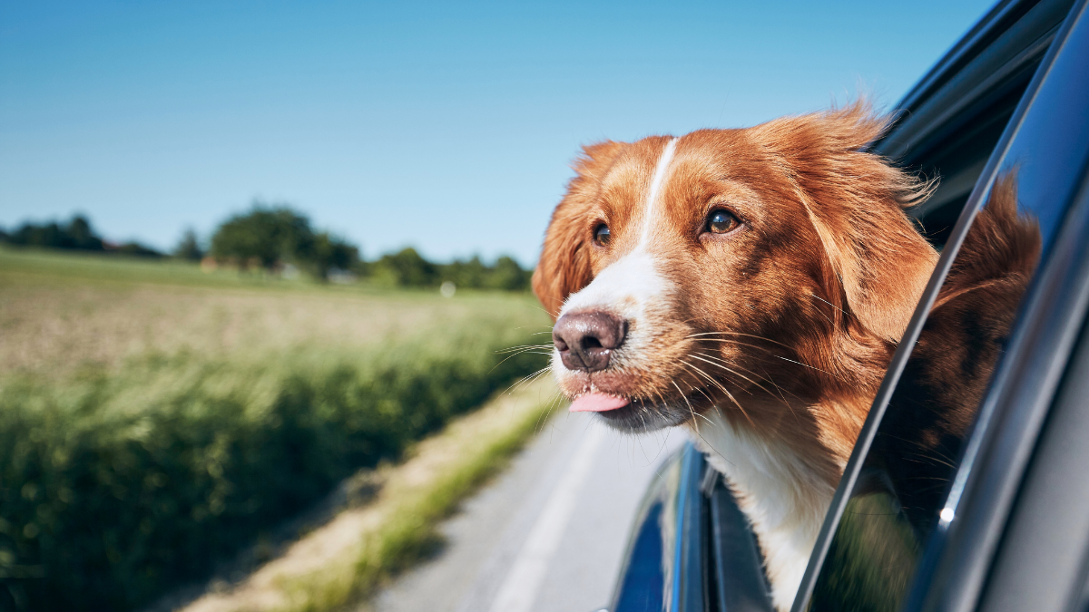 Brown and white dog with its head out of a car window, enjoying the breeze on a sunny countryside drive.