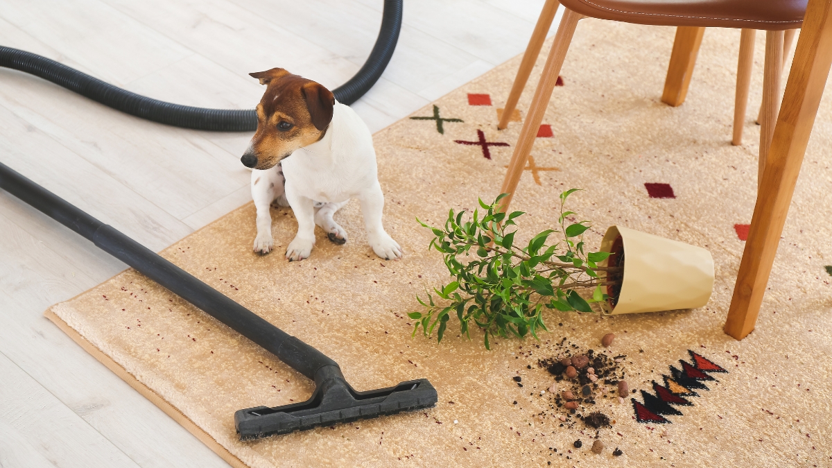 Small dog sitting on a carpet next to a vacuum and a spilled plant in a cozy home setting.