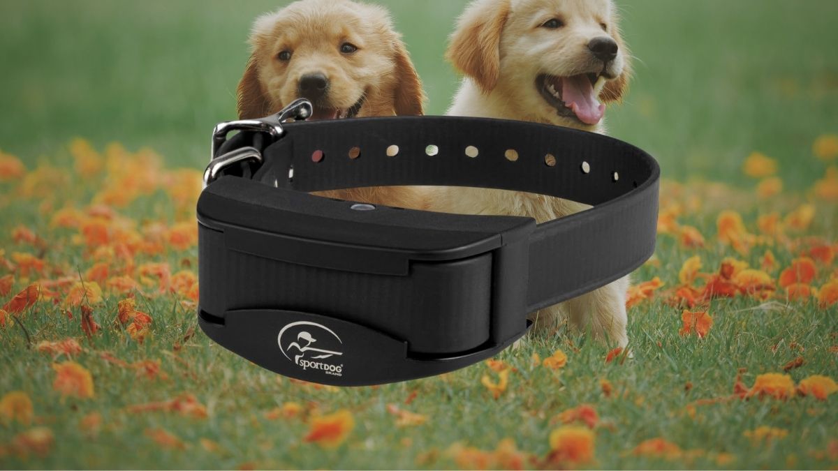 Why the SportDOG In-Ground Fence Add-A-Dog Collar Works So Well for Multi-Dog Homes