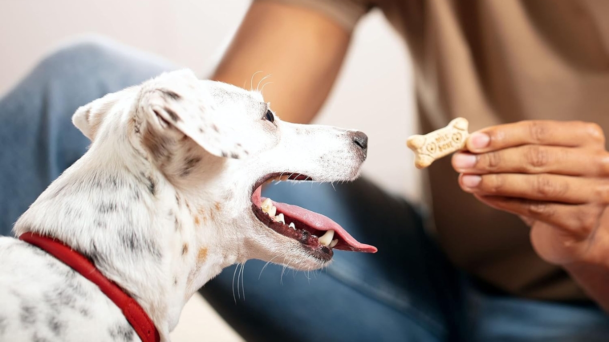 Why Milk-Bone Original Dog Treats Have Been Trusted for Years