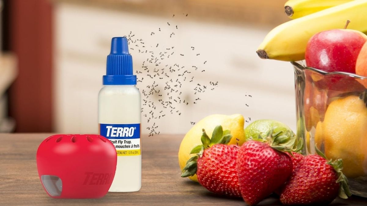 Terro Fruit Fly Traps for Indoors (6 Pack) + 270 Days of Lure Supply