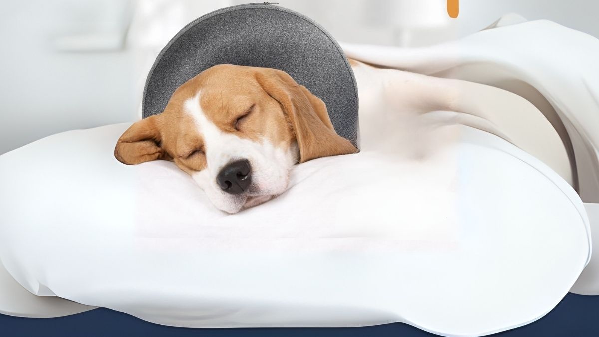 Inflatable Dog Cone Collar Alternative After Surgery
