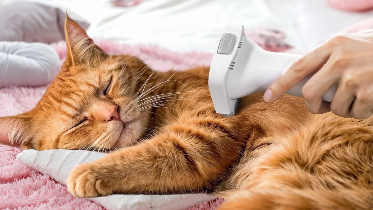 Oneisall Dog Grooming Vacuum: Complete 7-in-1 Pet Grooming Solution (2025)