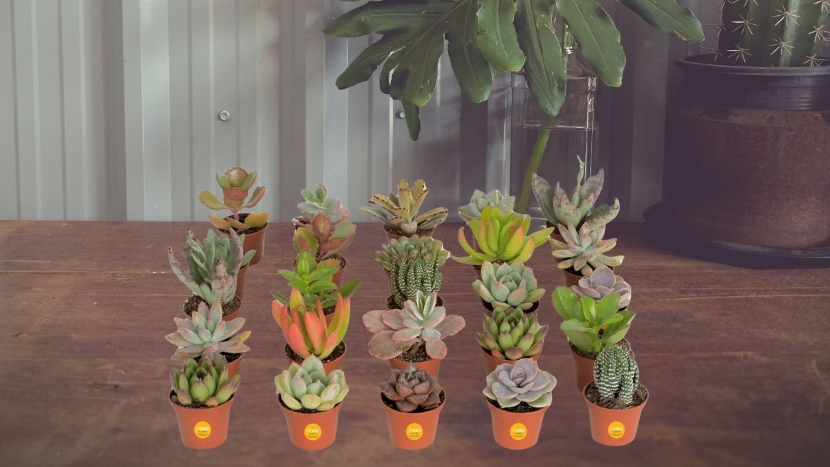 Costa Farms Succulents 25 Pack: Complete Guide to Care, Display, and Value