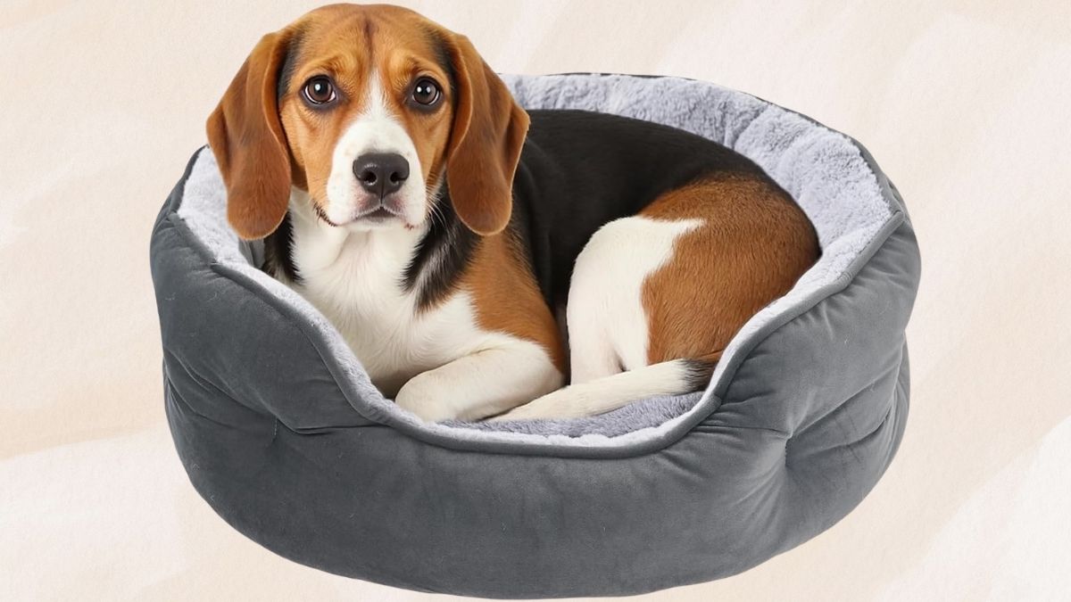 Amazon Basics Round Pet Bed: Cozy Comfort Without the Premium Price
