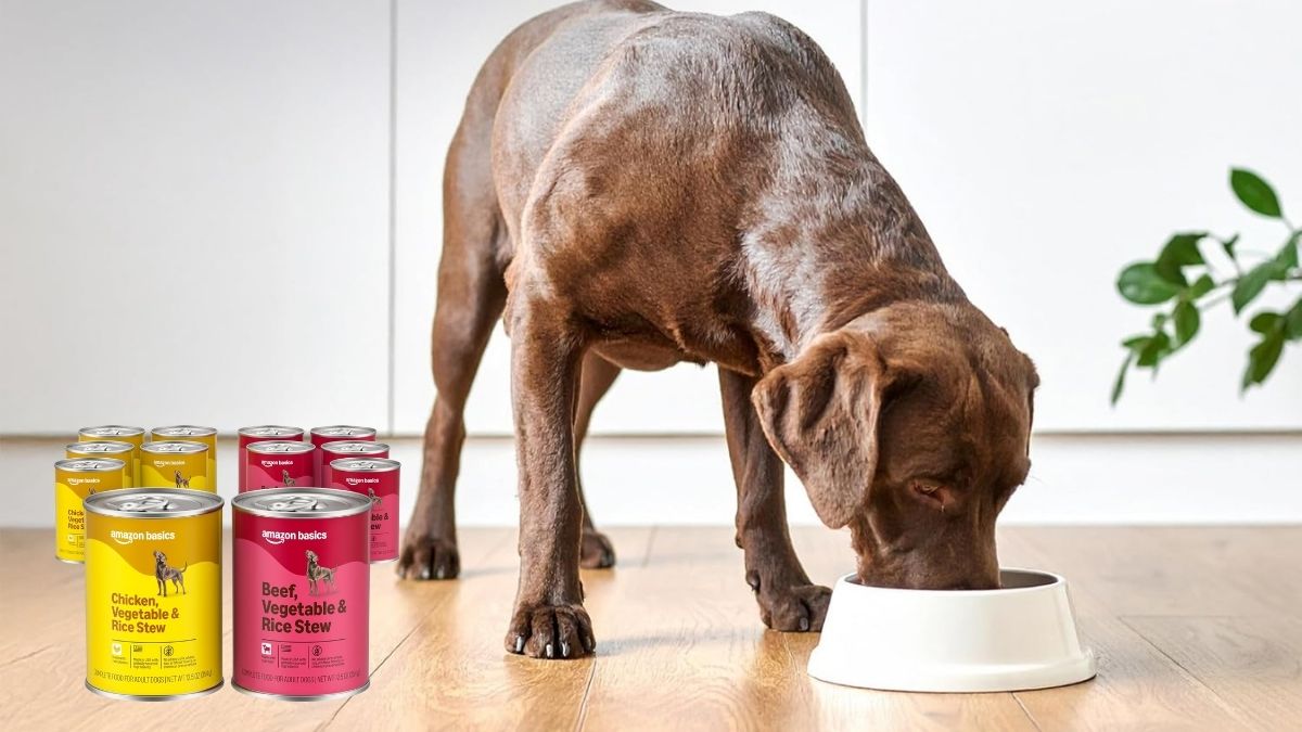 Amazon Basics Wet Dog Food Stew Variety Pack: Is This a Smart Everyday Choice for Your Dog?