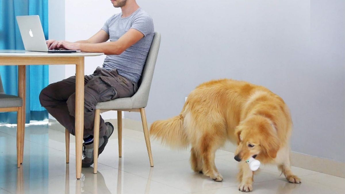 Wickedbone Smart Bone