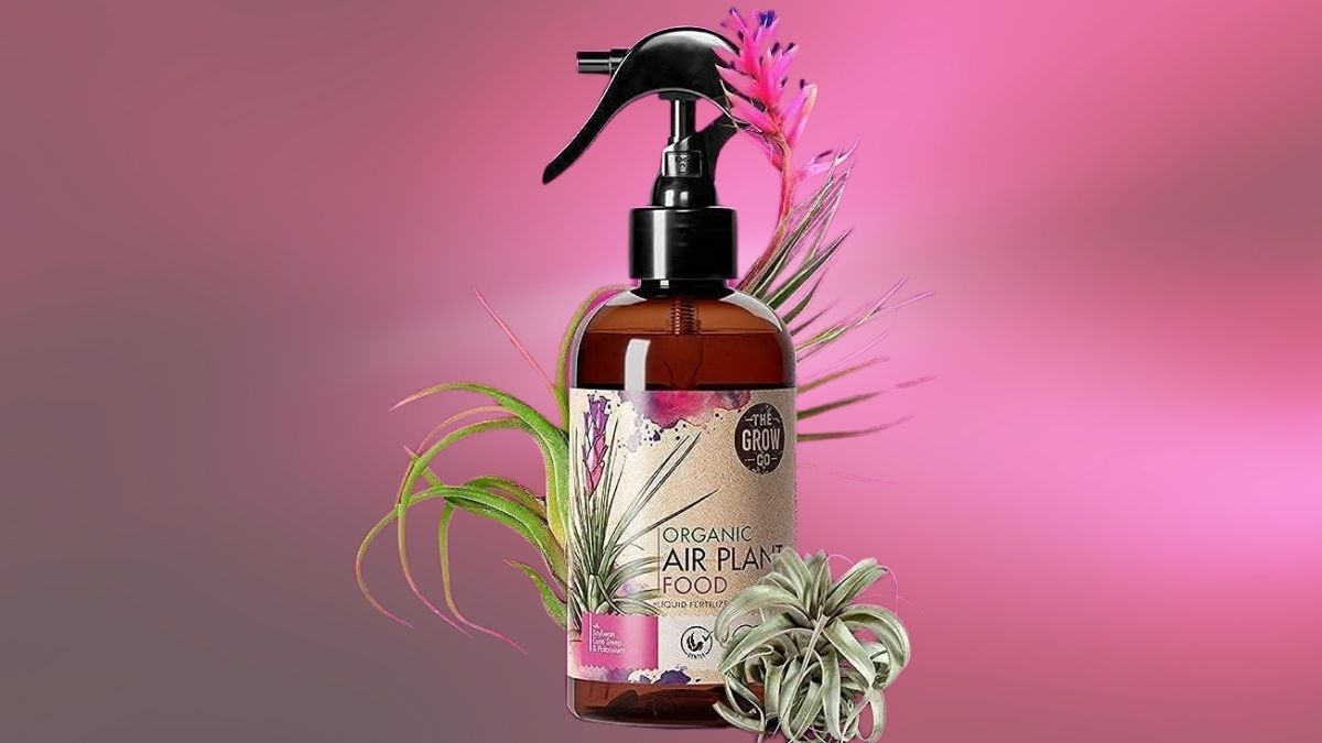Organic Air Plant Fertilizer Guide: Why The Grow Co’s Ready-to-Spray Mist Makes Air Plant Care Effortless