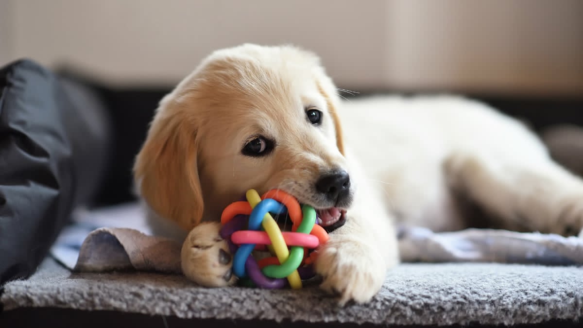 Petco dog toys including chew toys, fetch balls, and interactive puzzles