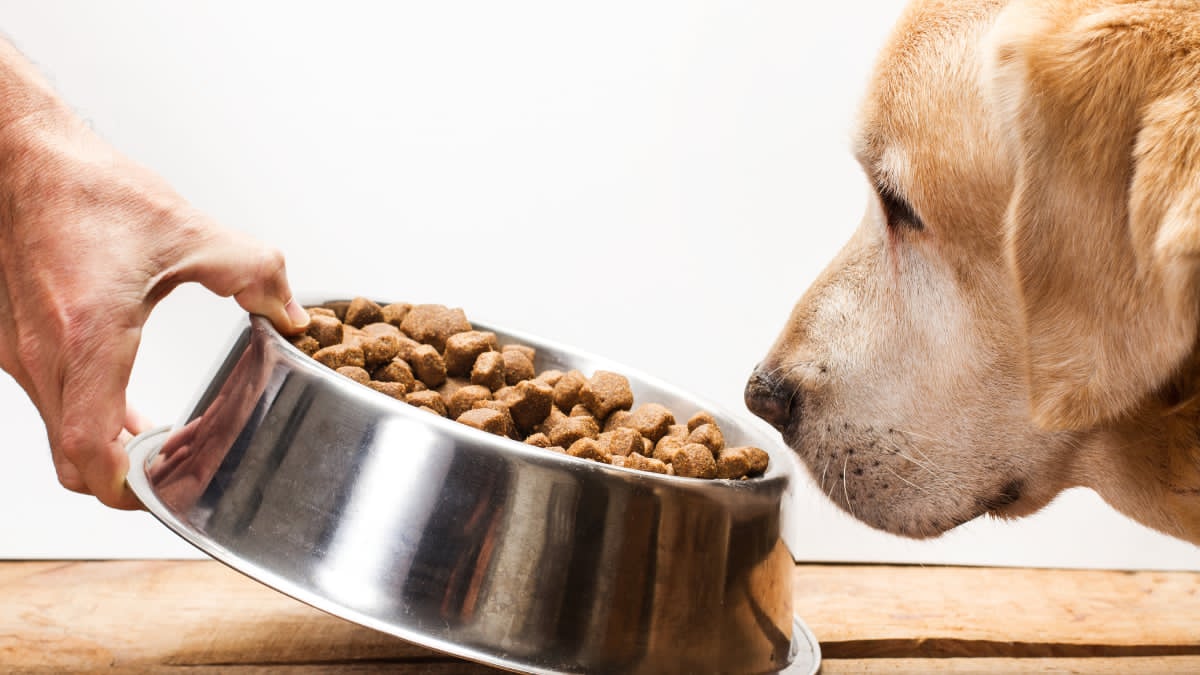 Best dog food at Petco featuring premium dog food brands for healthy nutrition and active dogs
