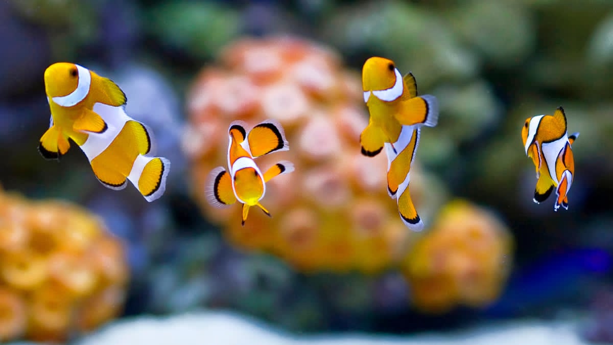 Why Petco Aquarium Filters Remain Popular Among Fish Keepers Today 