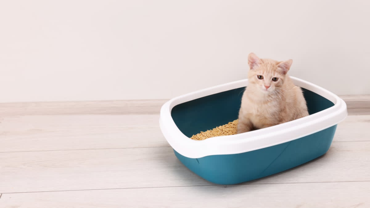 How Petco Cat Litter Compares Across Popular Brands and Types