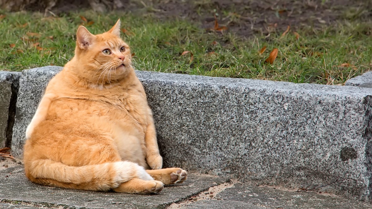 How Spot Pet Insurance for Cats Can Help Protect Your Budget and Cat’s Health