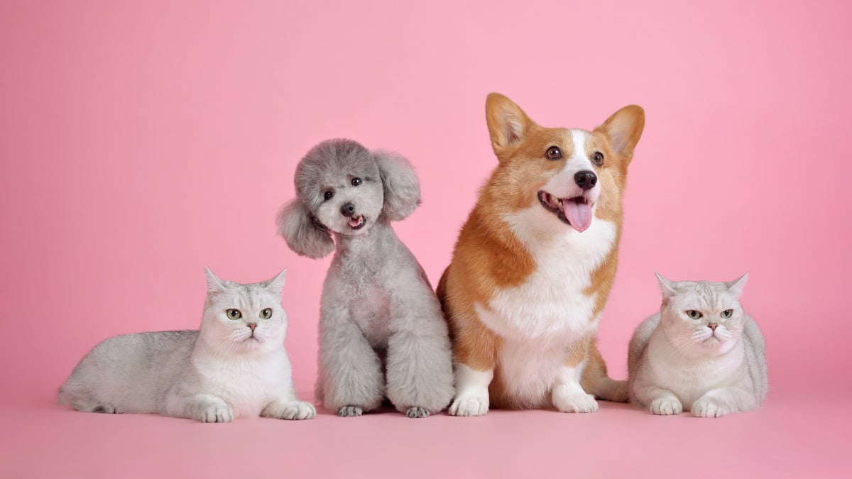Why Does Spot Pet Insurance Work Well for Unexpected Veterinary Expenses and Emergencies
