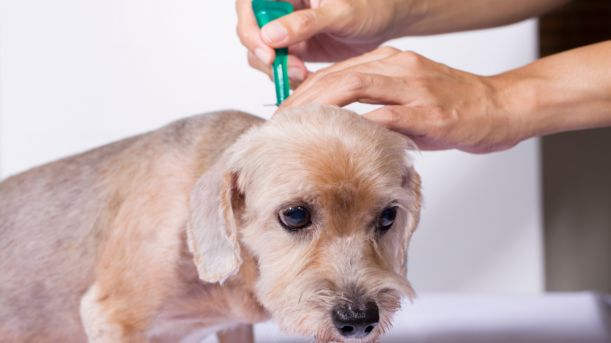 Why Flea and Tick Prevention Should Be Part of Routine Pet Care