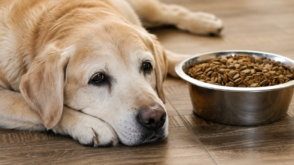 What Senior Dog Food Should Include for Balanced Everyday Nutrition and Wellness