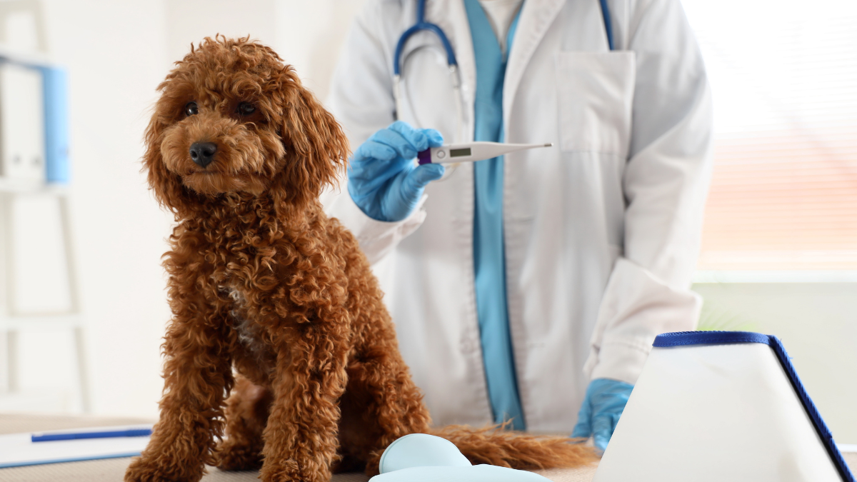 Why Pet Insurance for Vet Bills May Help Manage Veterinary Expenses