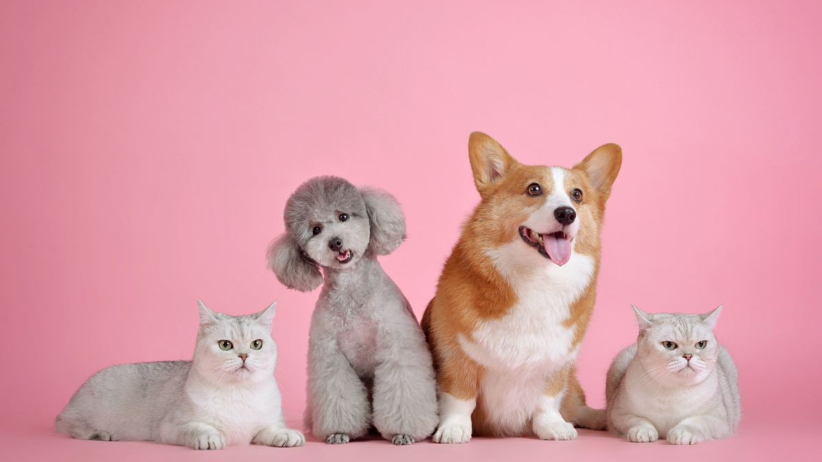 How Pet Insurance for Dogs and Cats Works for Eligible Vet Bills
