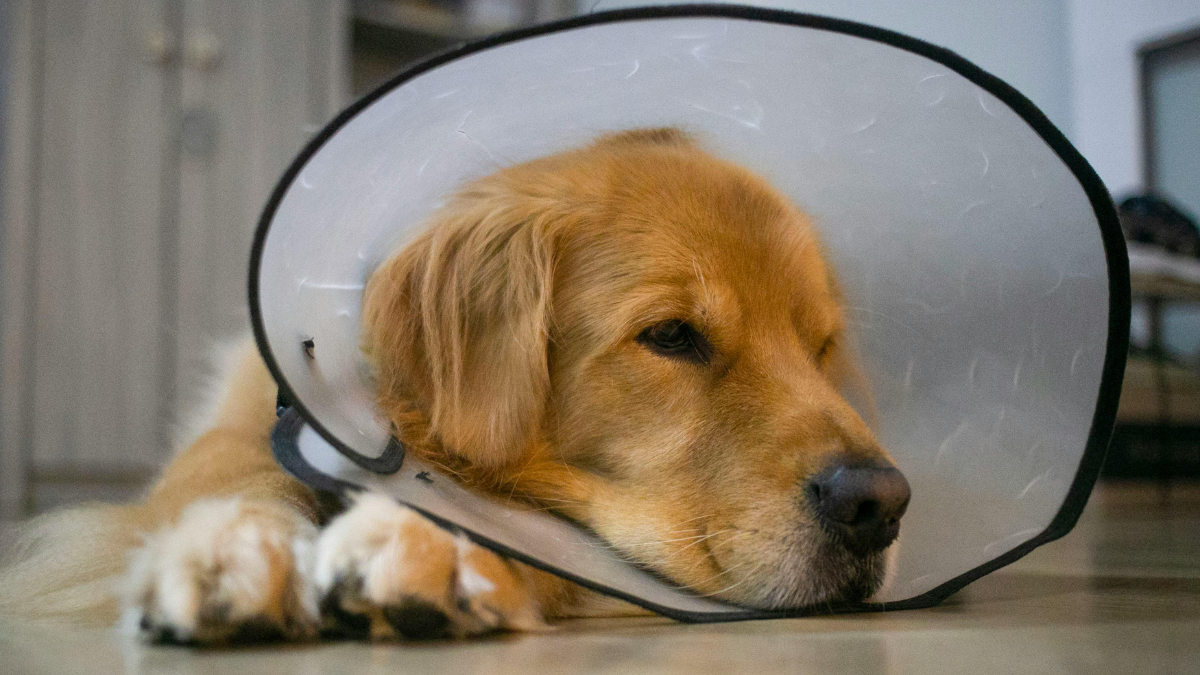 Why Veterinary Expense Insurance May Help Manage Unexpected Pet Care Costs